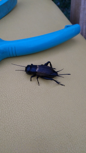 Gryllus campestris - mezei tücsök