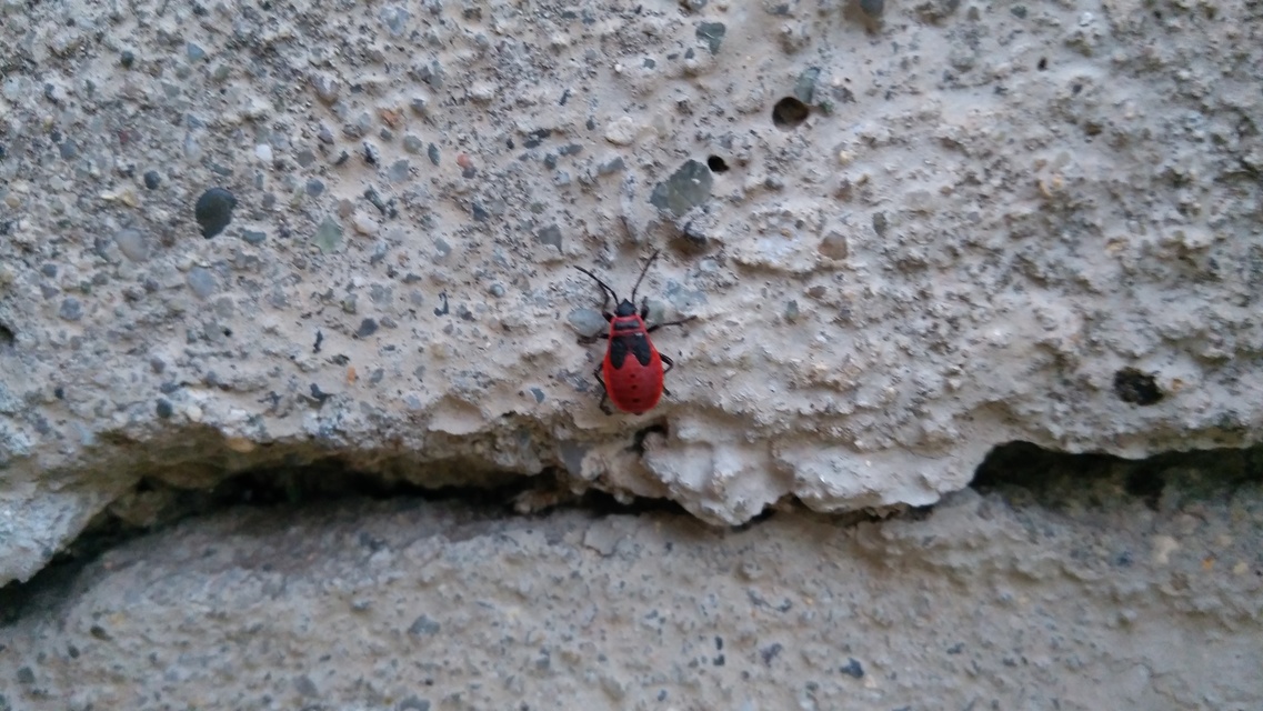 Pyrrhocoris apterus - verőköltő poloska