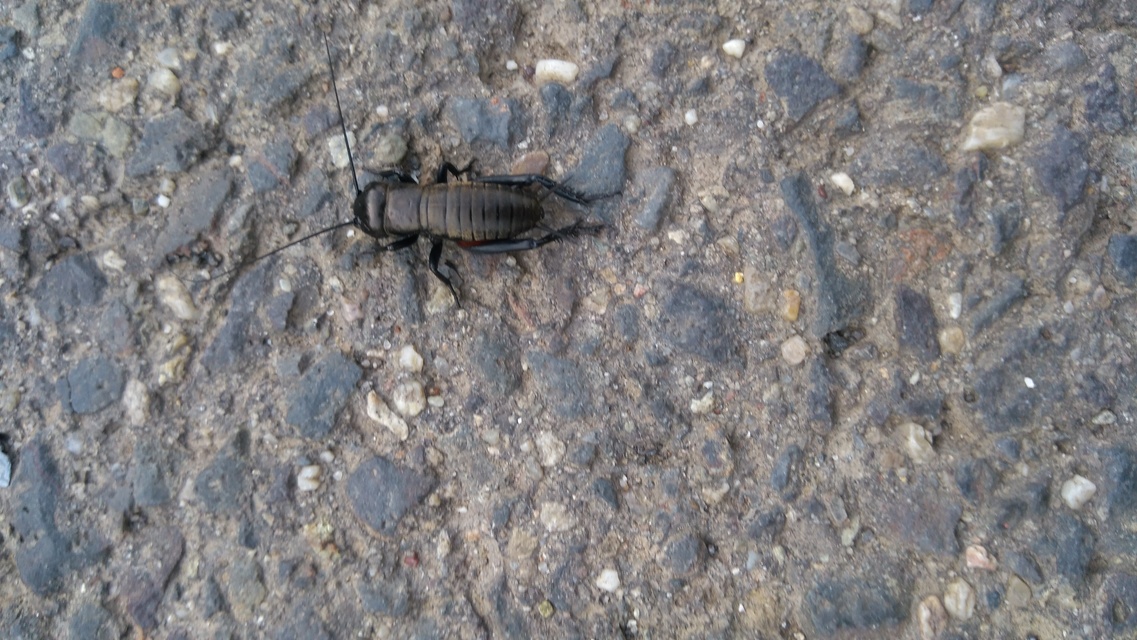 Gryllus campestris - mezei tücsök