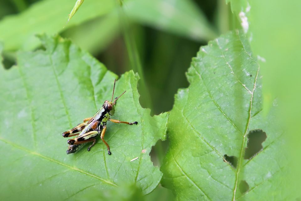Miramella alpina - alpesi sáska