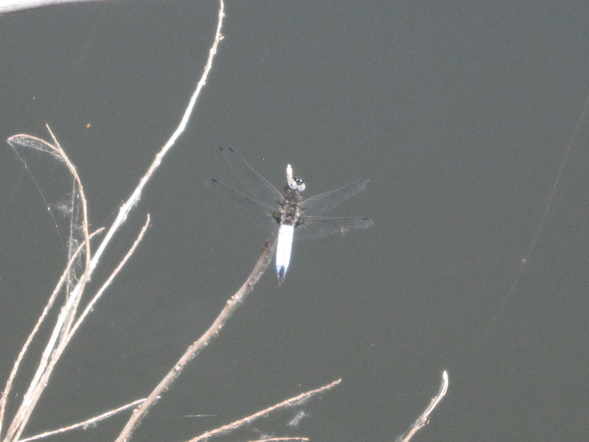 Libellula fulva - kisfoltos laposacsa
