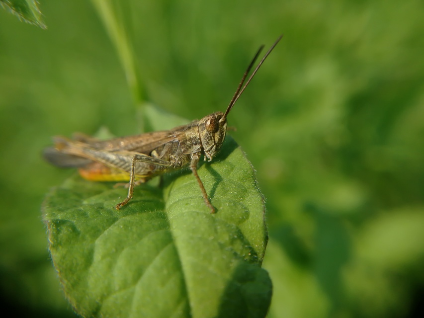 Chorthippus brunneus - közönséges tarlósáska