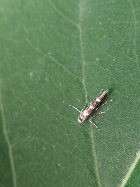 Parectopa robiniella - akáclevél-hólyagosmoly