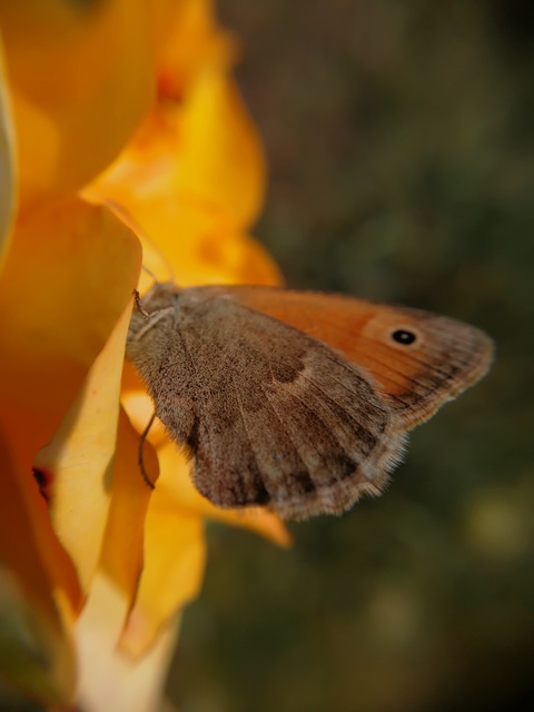 Coenonympha pamphilus - kis szénalepke