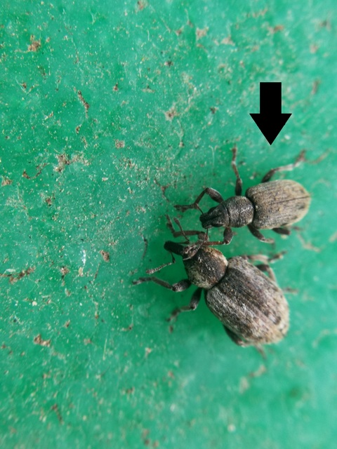 Sitona humeralis - lucerna-csipkézőbogár