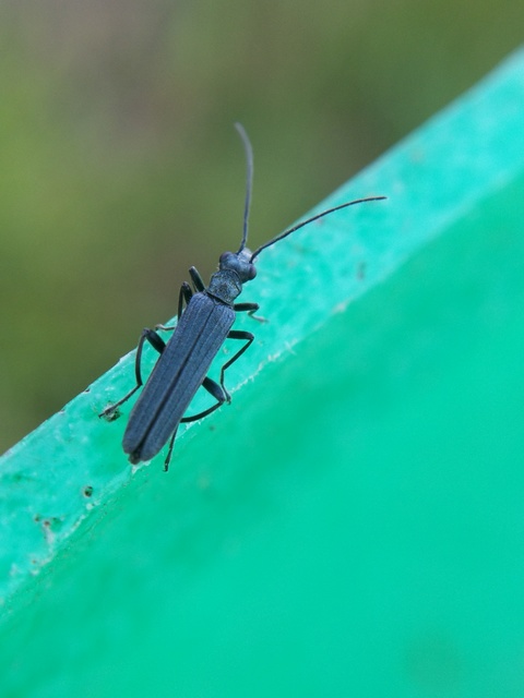 Oedemera