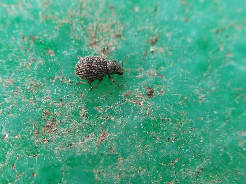 Brachysomus fremuthi - pannon gyepormányos Brachysomus fremuthi - pannon gyepormányos