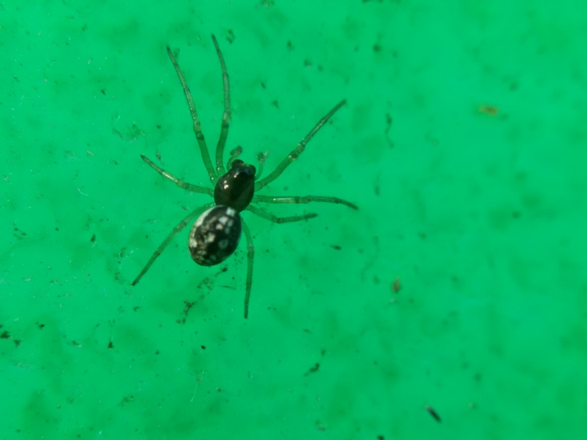 Pachygnatha