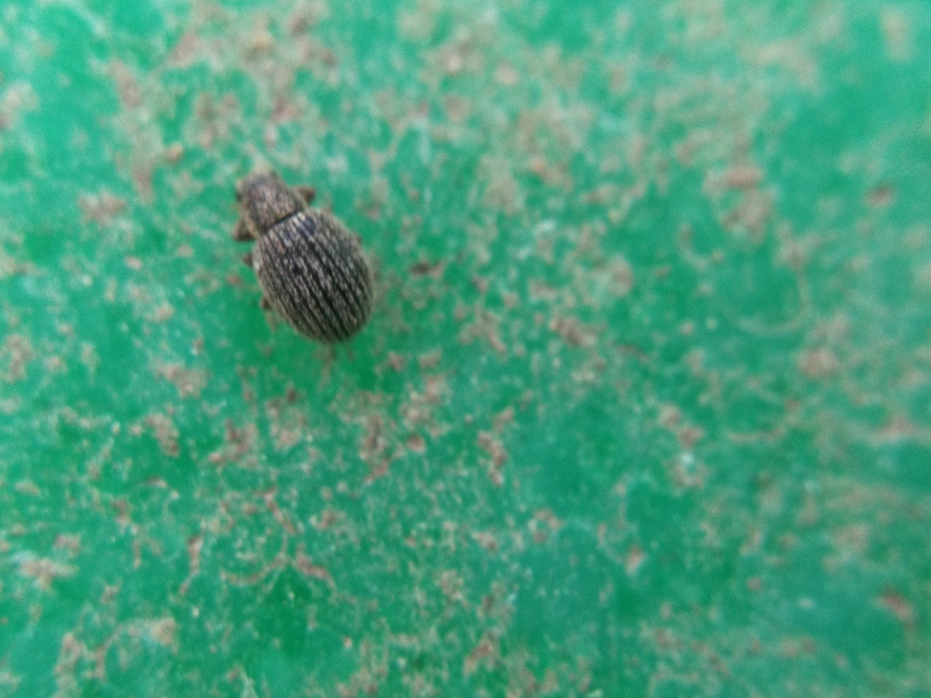 Brachysomus fremuthi - pannon gyepormányos Brachysomus fremuthi - pannon gyepormányos