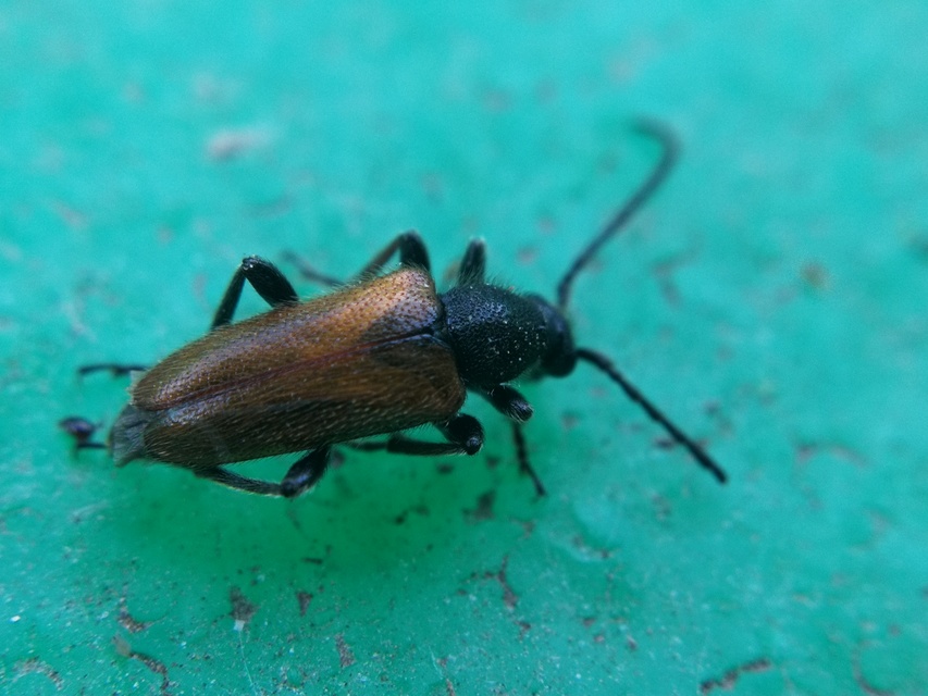 Pseudovadonia livida - barnás virágcincér