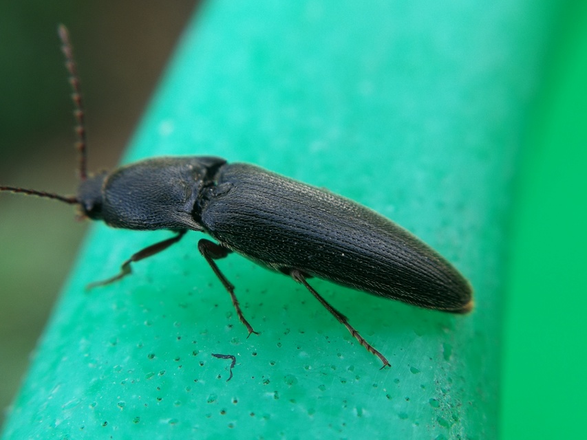 Melanotus