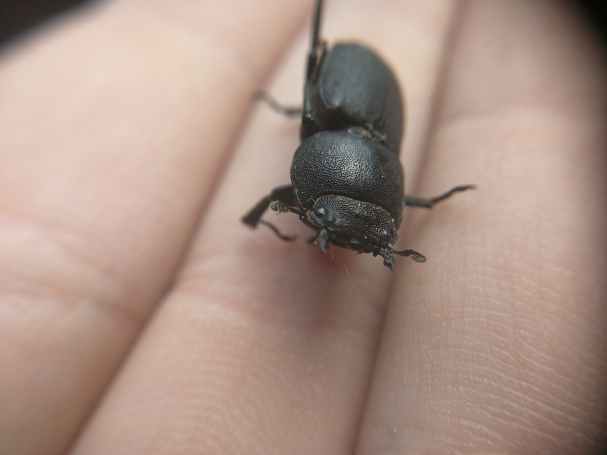 Dorcus parallelipipedus - kis szarvasbogár