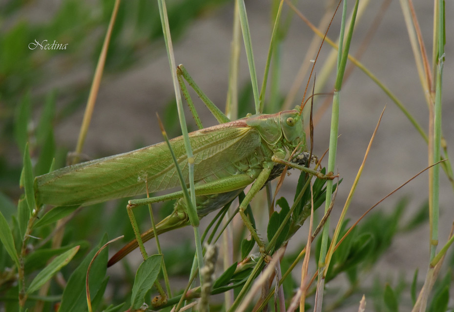 Tettigonia viridissima - zöld lombszöcske