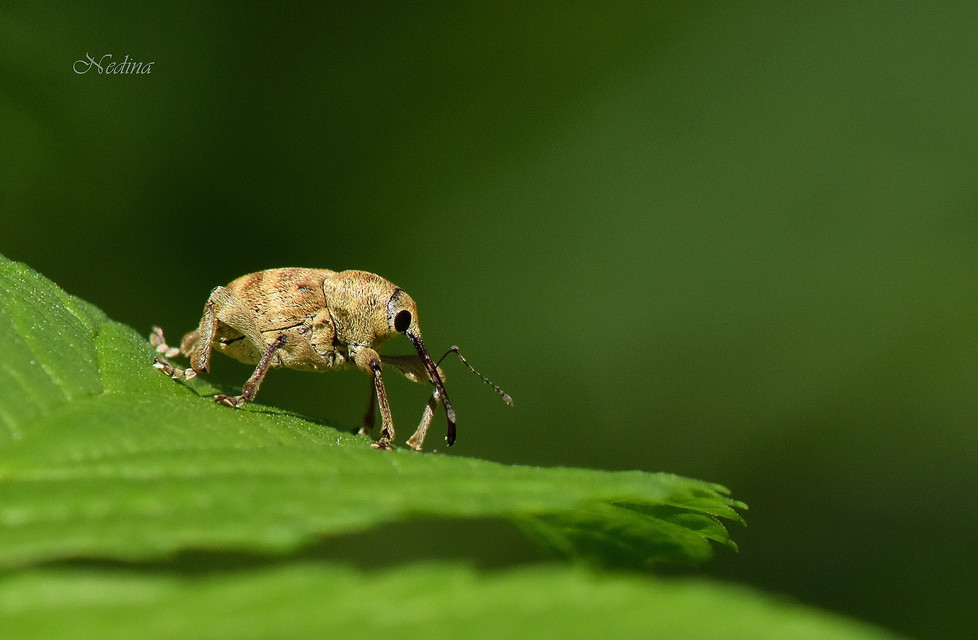Curculio pellitus - makklikasztó zsuzsóka