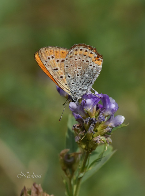 Lycaena thersamon - kis tűzlepke