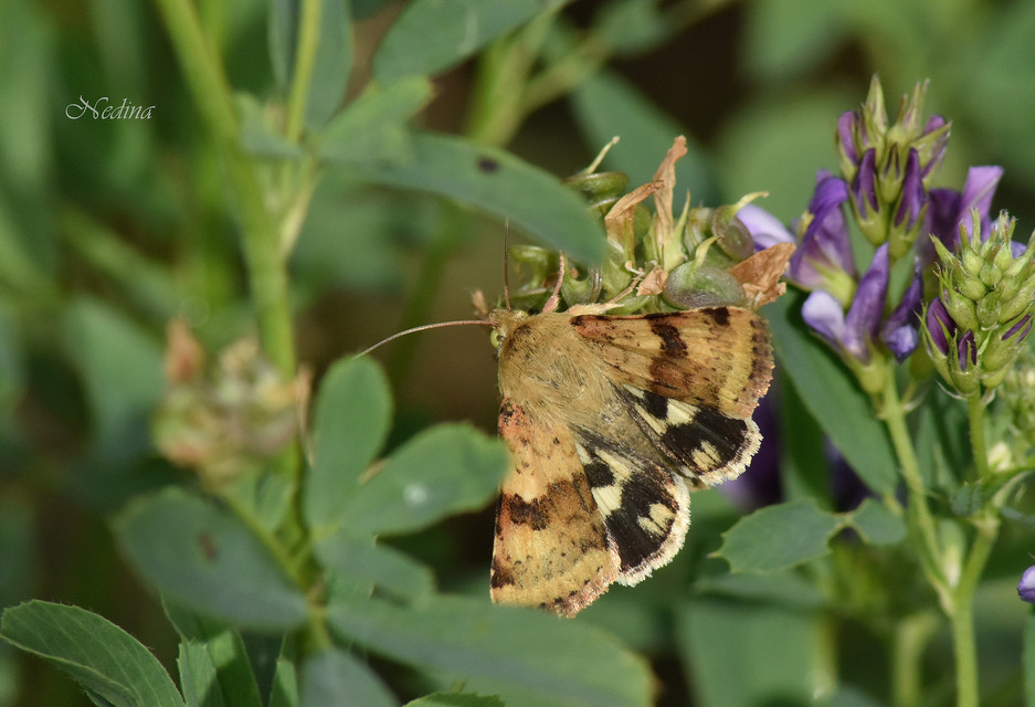 Heliothis viriplaca - mácsonyabagoly