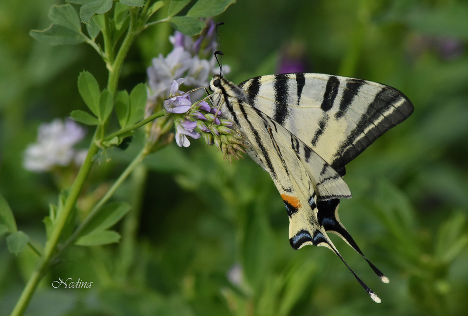 Iphiclides podalirius - kardoslepke