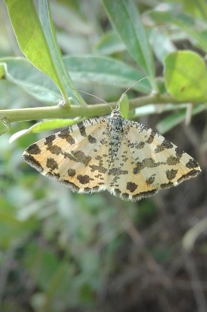 Pseudopanthera macularia - párducfoltos araszoló