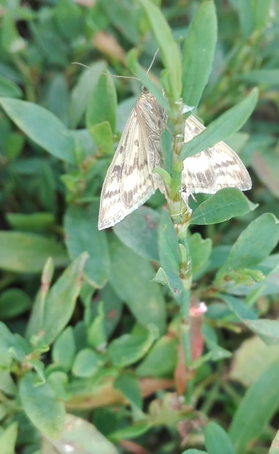 Sitochroa verticalis - világossárga dudvamoly