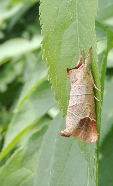 Clostera curtula - rövidszárnyú levélszövő