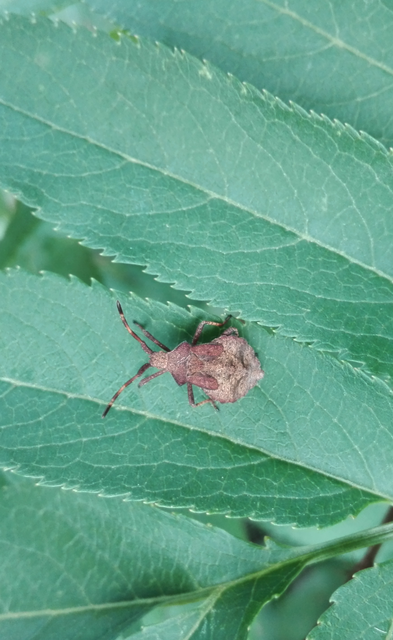 Coreus marginatus - közönséges karimáspoloska
