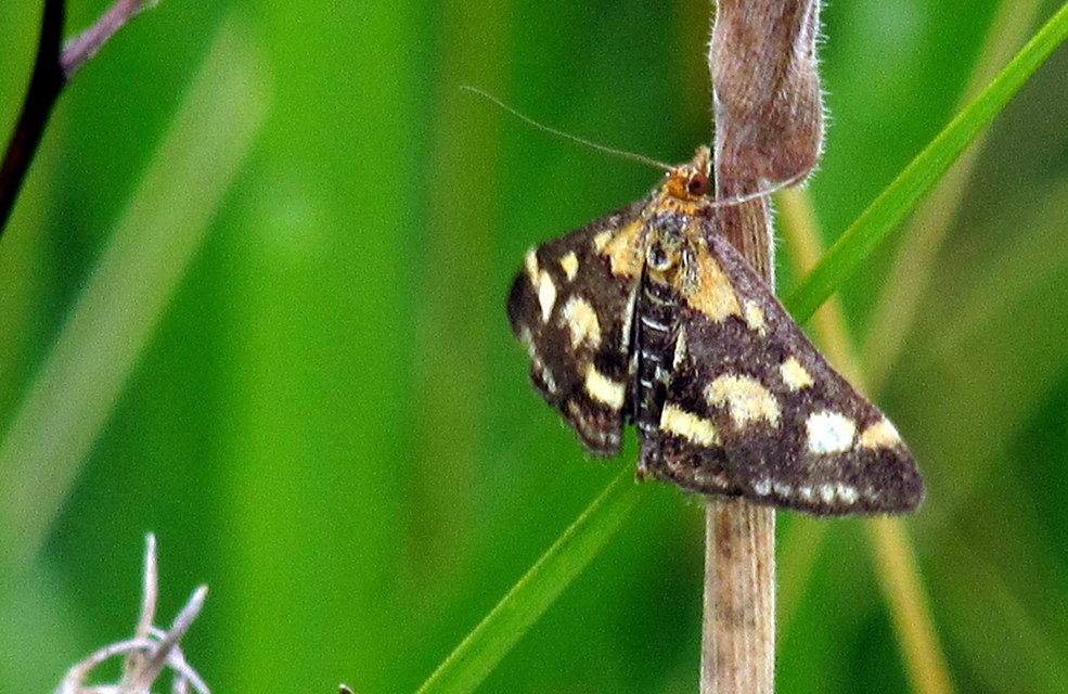 Pyrausta purpuralis - közönséges bíbormoly