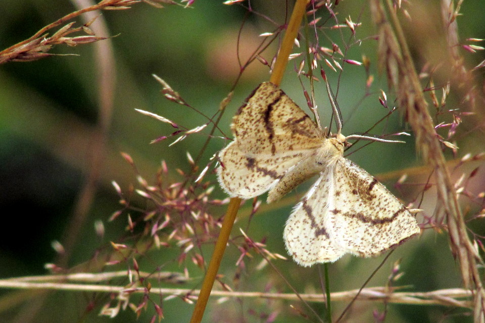 Hypoxystis pluviaria - hegyesszárnyú lápiaraszoló