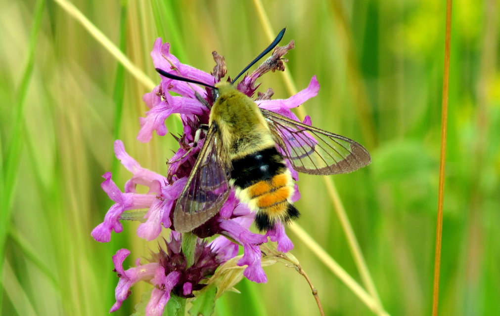 Hemaris tityus - pöszörszender