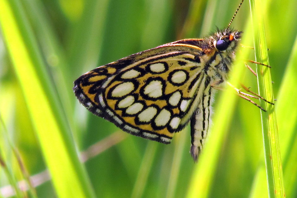 Heteropterus morpheus - tükrös busalepke