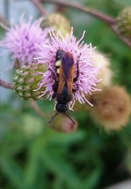 Scolia sexmaculata - négyfoltos tőrösdarázs