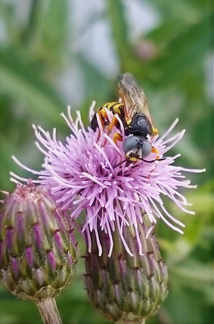 Palarus variegatus