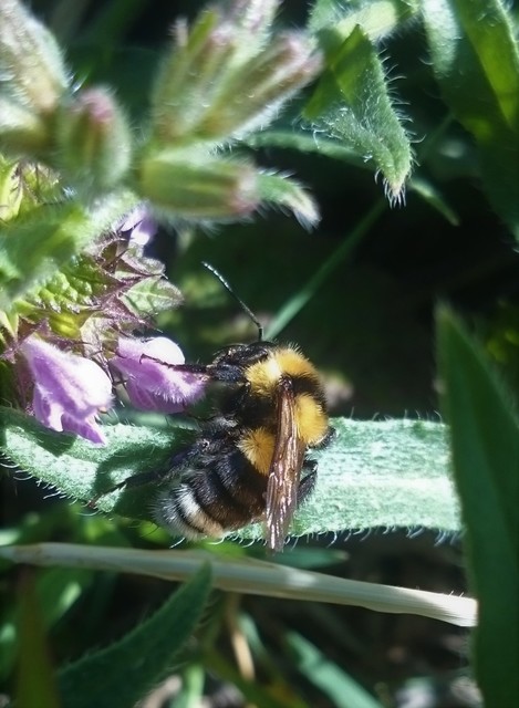 Bombus ruderatus - ligeti poszméh