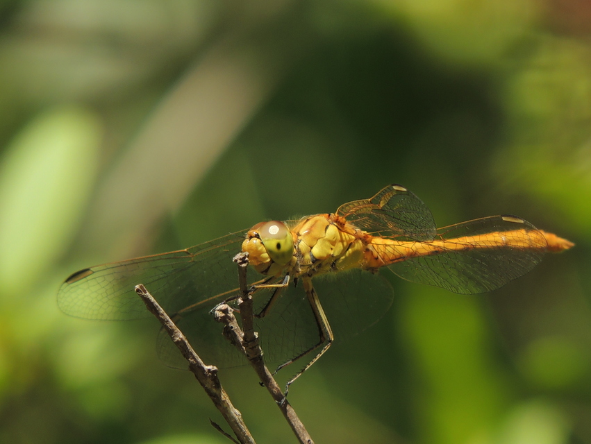 Sympetrum meridionale - fakó katona-szitakötő