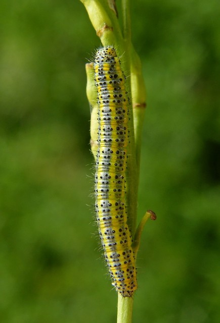 Pontia edusa - rezedalepke