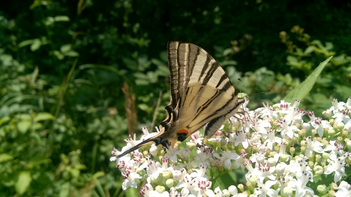 Iphiclides podalirius - kardoslepke