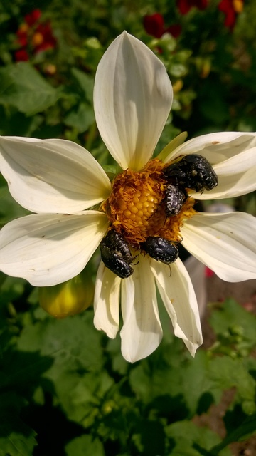 Oxythyrea funesta - sokpettyes virágbogár