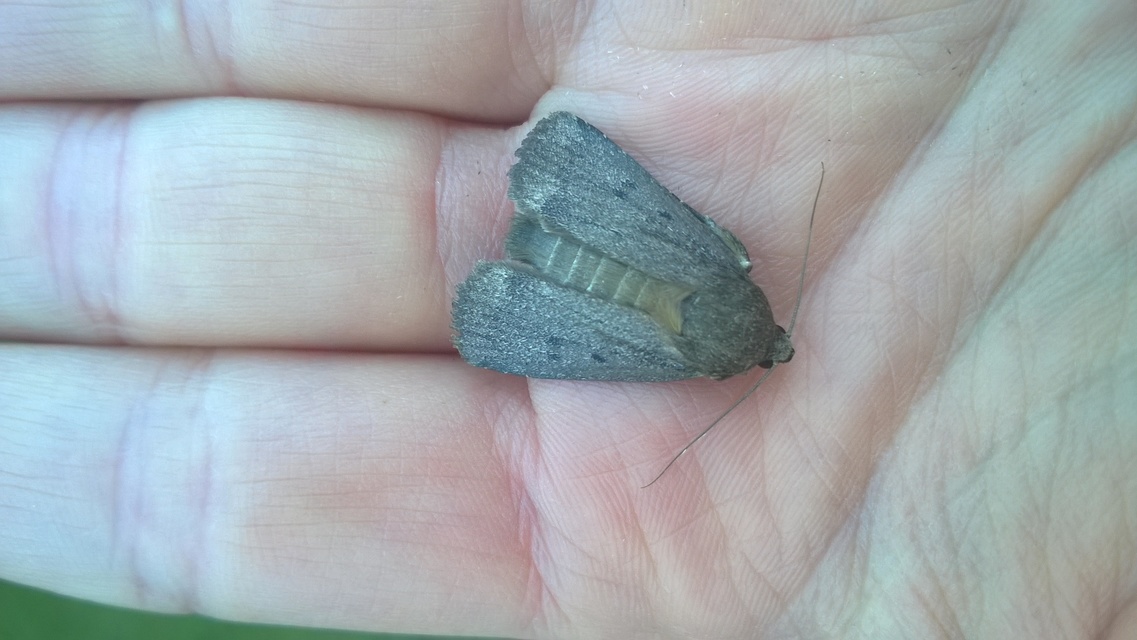 Amphipyra tragopoginis - bakszakállbagoly