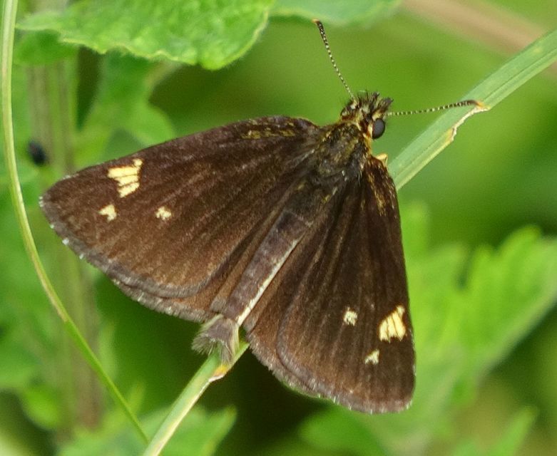 Heteropterus morpheus - tükrös busalepke