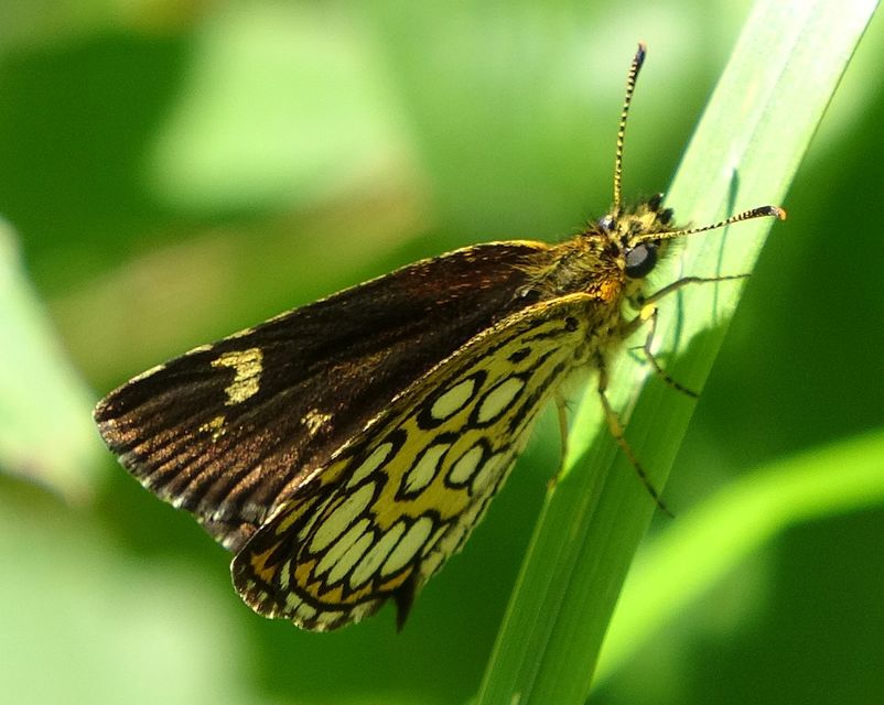 Heteropterus morpheus - tükrös busalepke