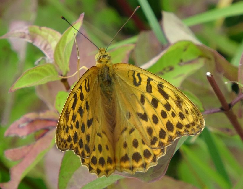 Argynnis paphia - nagy gyöngyházlepke