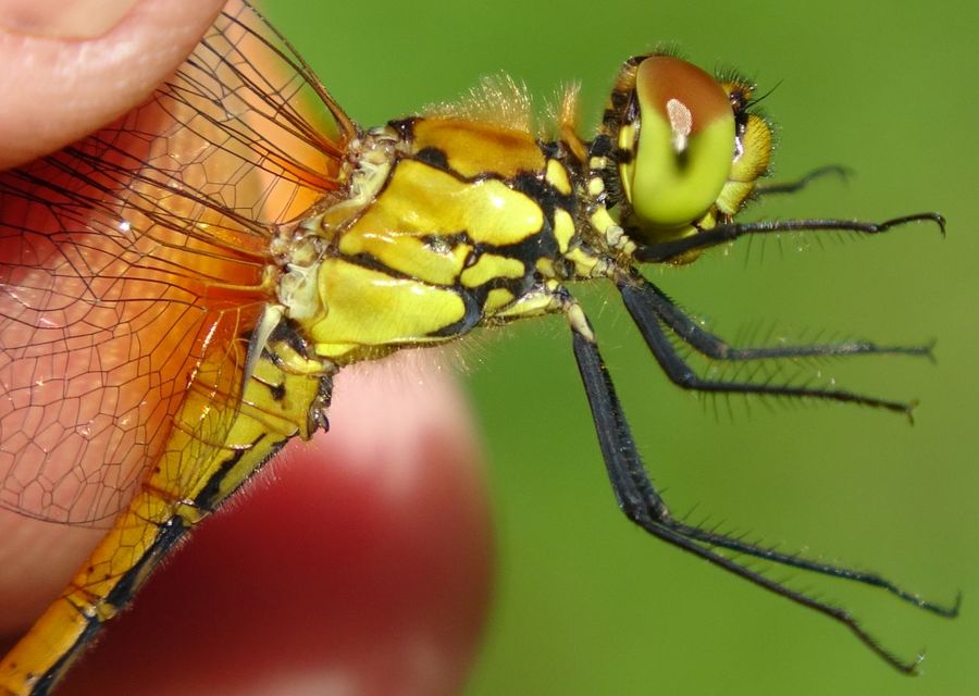Sympetrum sanguineum - vörös katona-szitakötő