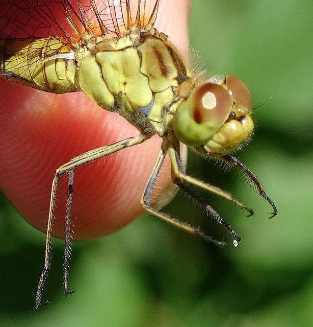 Sympetrum meridionale - fakó katona-szitakötő