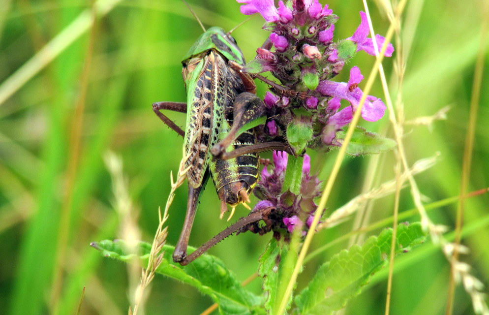 Decticus verrucivorus - szemölcsevő szöcske