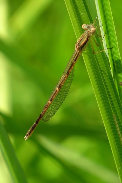 Sympecma fusca - téli rablószitakötő