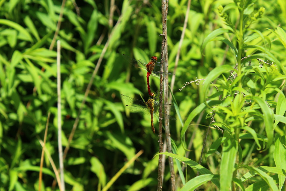 Sympetrum sanguineum - vörös katona-szitakötő