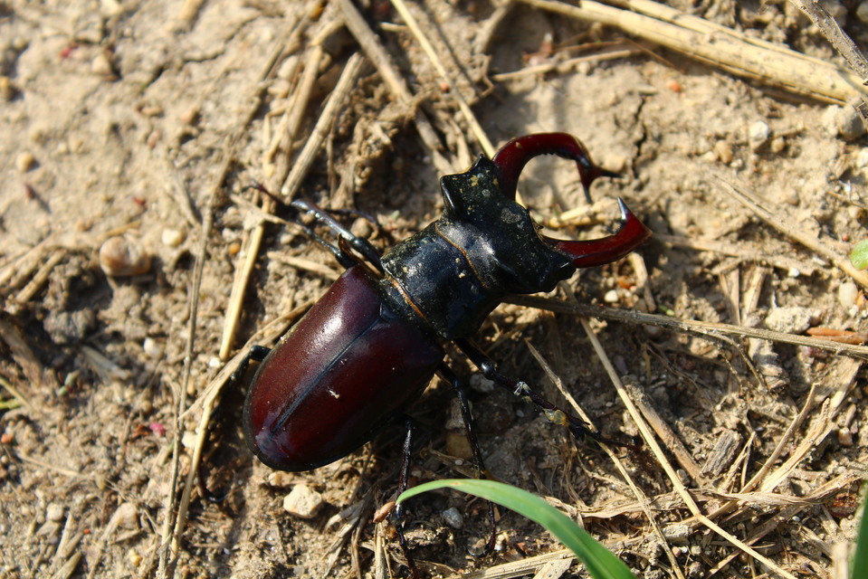 Lucanus cervus - nagy szarvasbogár