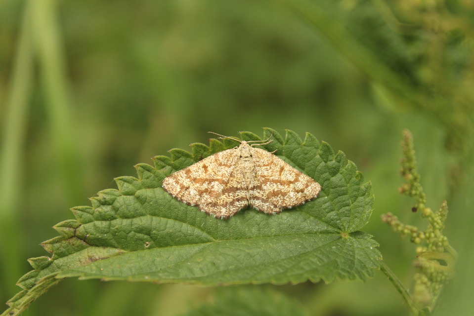 Ematurga atomaria - barna rétiaraszoló