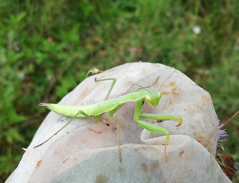 Mantis religiosa - imádkozósáska