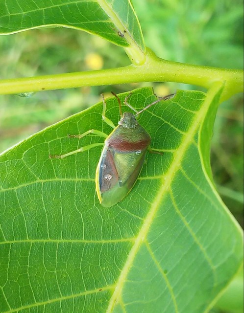 Piezodorus lituratus - bíboros címerespoloska Piezodorus lituratus - bíboros címerespoloska
