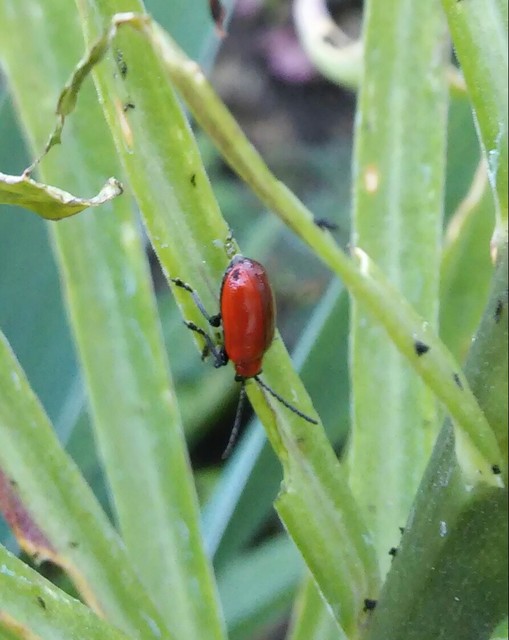 Lilioceris lilii - közönséges liliombogár Lilioceris lilii - közönséges liliombogár
